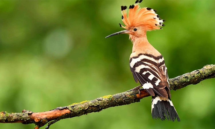Eurasian hoopoe: ಚಂದ್ರ ಮಕುಟದ ಸ್ವಪ್ನ ಸುಂದರಿ…..