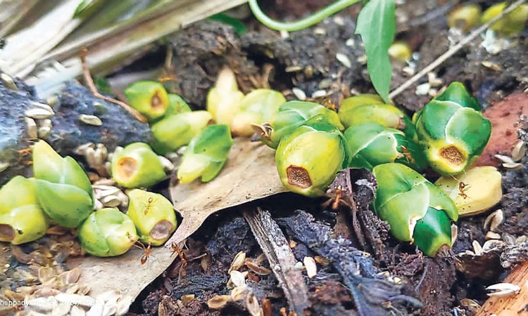 Puttur ಅಡಿಕೆಗೂ ಬಿಸಿಲ ತಾಪ: ಉದುರುತ್ತಿವೆ ನಳ್ಳಿ! ಶೇ. 50ರಷ್ಟು ಫಸಲು ನಷ್ಟದ ಭೀತಿ