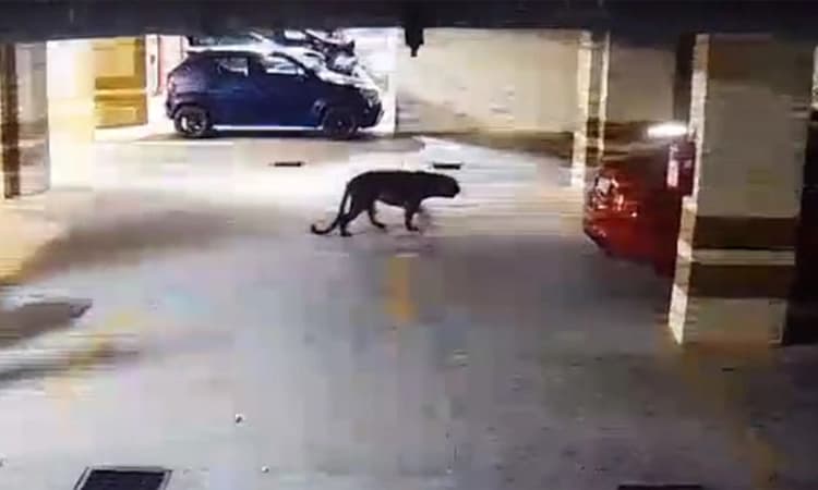 Bengaluru; ಹಲವರ ಮೇಲೆ ದಾಳಿ: ಭೀತಿ ಮೂಡಿಸಿದ್ದ ಚಿರತೆ ಗುಂಡಿಗೆ ಬಲಿ