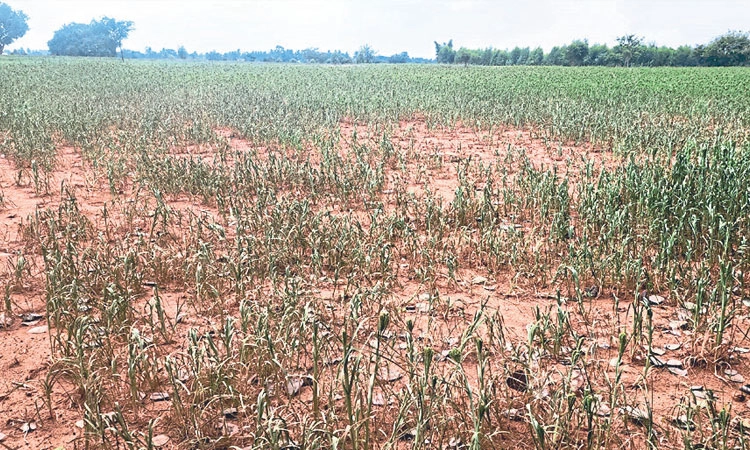 Farmers: ಉಳಿತಾಯ ಖಾತೆಗಳಿಗೆ ಪರಿಹಾರ, ರೈತರಿಗೆ ವರದಾನ