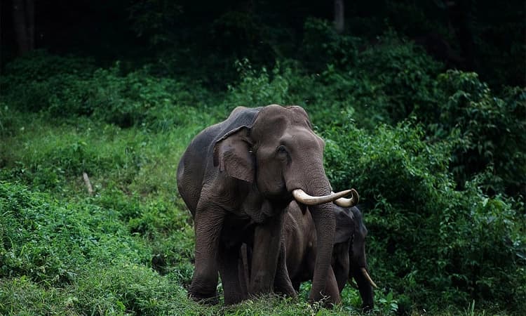 Madikeri ನಾಡುಗುಂಡಿ ಕಾಡಾನೆಗಳ ಹಾವಳಿ; ಬೆಳೆ ನಾಶ