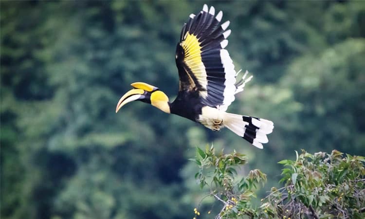 Great Indian Hornbill:‌ ನಿಸರ್ಗದ ನಡುವೆ ಬಣ್ಣದ ಚಿತ್ತಾರ