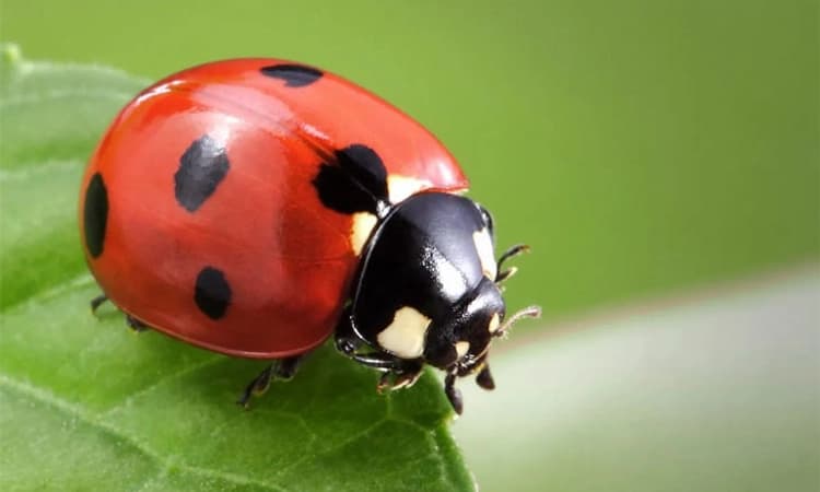 Kerala; 8 ತಿಂಗಳ ಮಗುವಿನ ಗಂಟಲಿನಲ್ಲಿ ಸಿಲುಕಿಕೊಂಡ ಜೀರುಂಡೆ!