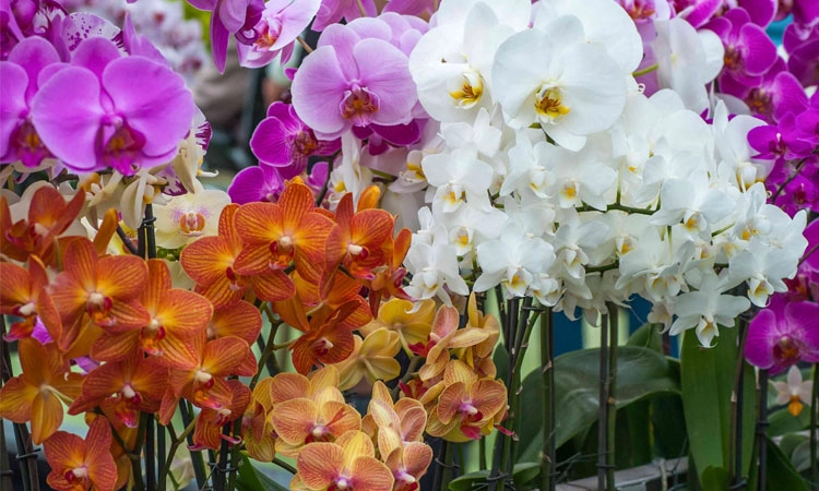 Orchid Flower: ಇಂದಿನಿಂದ ಮತ್ತೆ ಆರ್ಕಿಡ್‌ ಪ್ರದರ್ಶನ