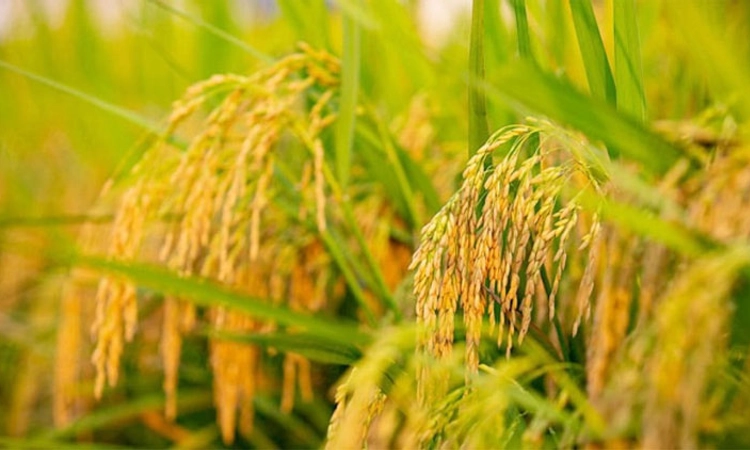 Paddy ಕರಾವಳಿಯಲ್ಲಿ ಭತ್ತದ ಕಟಾವು ಆರಂಭ: ಈ ಬಾರಿಯೂ “ಬೆಂಬಲ ಬೆಲೆ’ ಘೋಷಣೆ ವಿಳಂಬ