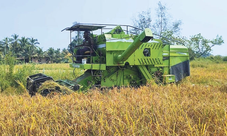 Paddy ಕೆಂಪಕ್ಕಿ ಬೆಲೆ ಭಾರೀ ಹೆಚ್ಚಳ; ಭತ್ತ ಯಥಾಸ್ಥಿತಿ!