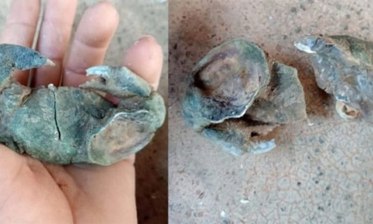 Kumta ಅಘನಾಶಿನಿ ನದಿಯಲ್ಲಿ ವಿಸ್ಮಯ; ಅಪರೂಪದ ಏಡಿ ಕಲ್ಲು ಪತ್ತೆ