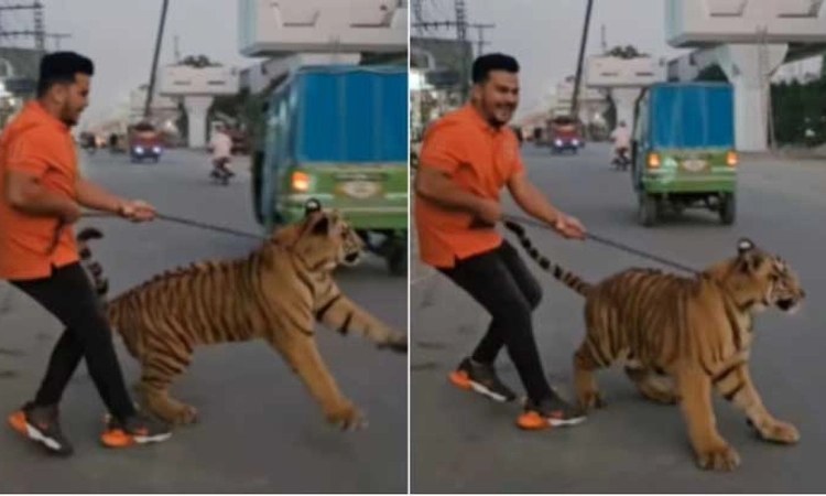 Shocking Video: ಹುಲಿ ಜತೆ ರಸ್ತೆಯಲ್ಲಿ ವಾಕಿಂಗ್… ಇದು ಹುಚ್ಚಾಟದ ಪರಮಾವಧಿ-ನೆಟ್ಟಿಗರ ಕಿಡಿ