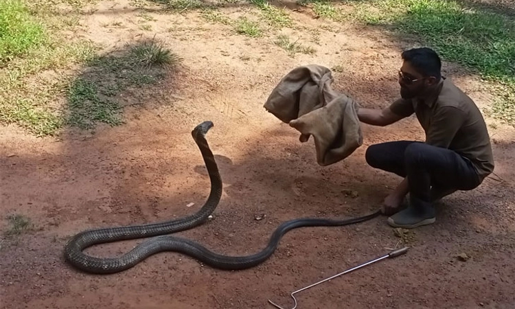 Sirsi; ಮನೆ ಬಾಗಿಲಿಗೆ ಬಂದ ಬೃಹತ್ ಕಾಳಿಂಗ ಸರ್ಪ