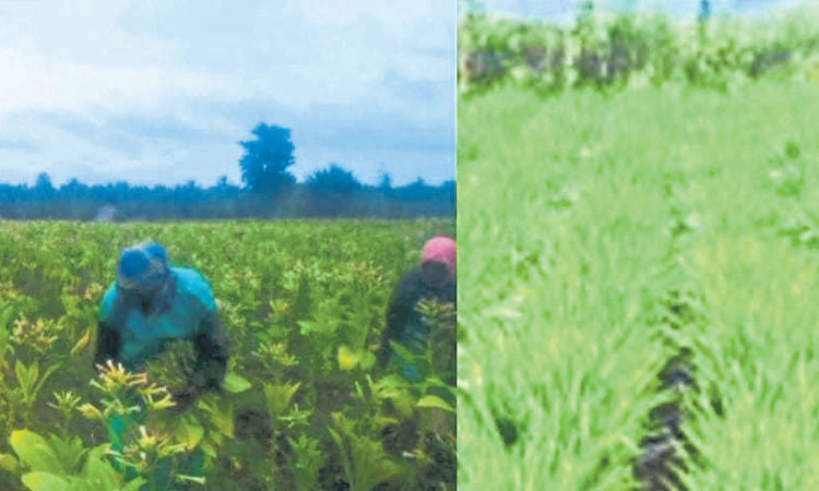 Farmers: ತಂಬಾಕು, ಶುಂಠಿ ಬೆಳೆಗಾರರಲ್ಲಿ ಮೂಡಿದ ಮಂದಹಾಸ