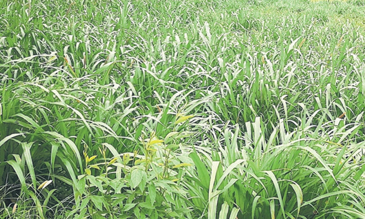 Farmers: ಜಿಲ್ಲೆಯಲ್ಲಿ 38 ವಾರಕ್ಕಾಗುವಷ್ಟು ಮೇವು ಲಭ್ಯ