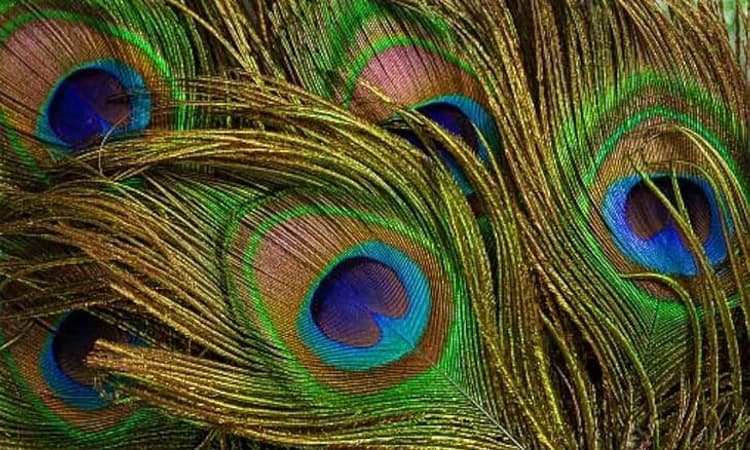 Wildlife Protection Act:ವನ್ಯಜೀವಿ ಕೂದಲು, ನವಿಲಿನ ಗರಿಯನ್ನೂ ಇಟ್ಟುಕೊಳ್ಳುವಂತಿಲ್ಲ…