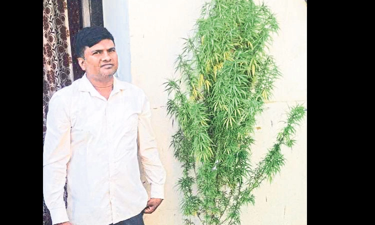 Marijuana: ಮನೆ ಮುಂಭಾಗ ಕುಂಡದಲ್ಲಿ ಗಾಂಜಾ ಬೆಳೆದಿದ್ದ ಪೇಂಟರ್‌ ಸೆರೆ