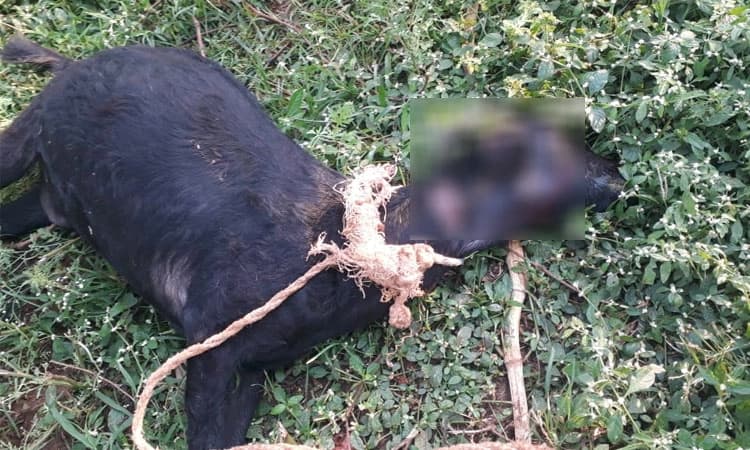 Leopard attack: ದ್ರಾಕ್ಷಿ ತೋಟದಲ್ಲಿದ್ದ ಮೇಕೆ ಬಲಿ