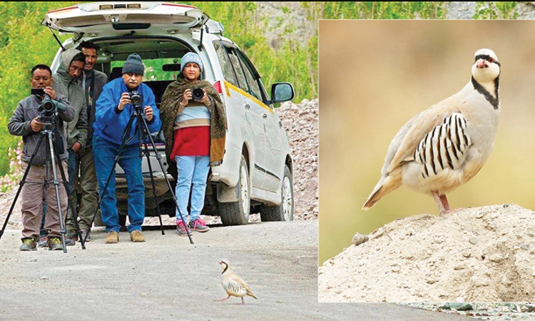 Birds Story: ಪಕ್ಷಿರಾಜನಿಗೆ ಭೋಪರಾಕ್‌!