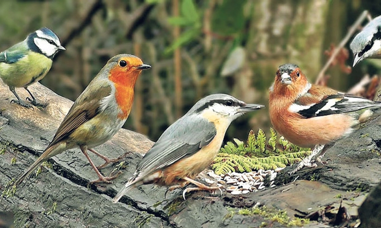 Birds…. ಹಕ್ಕಿಯುಲಿಯ ಇಂಚರ