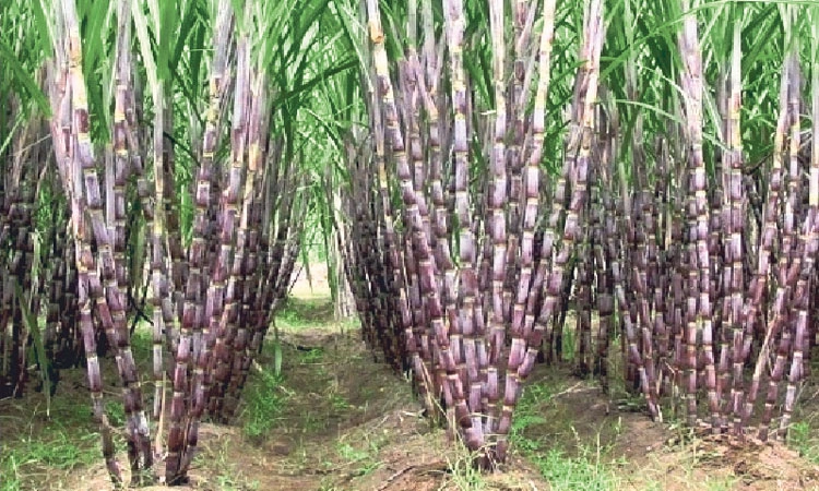 Chikkaballapur: ಕಬ್ಬು ಬೆಳೆಗಾರರ ಆಸೆಗೆ ತಣ್ಣೀರು ಎರಚಿದ ಬರ!