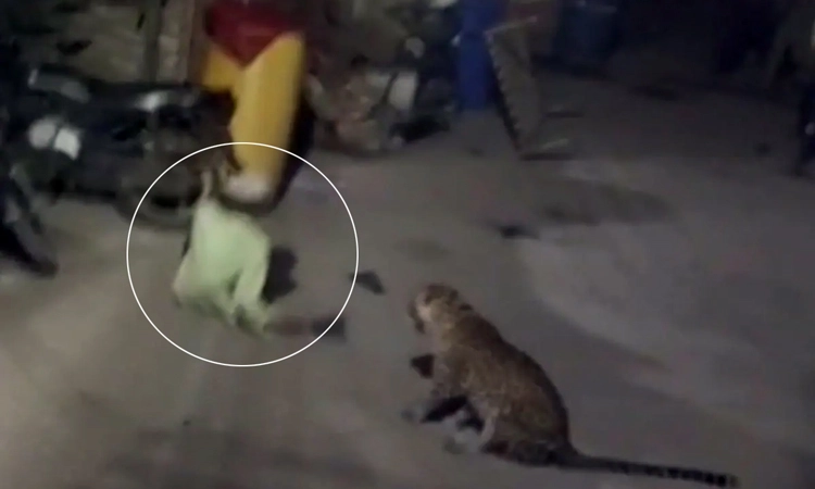 Leopard: ಜನವಸತಿ ಪ್ರದೇಶಕ್ಕೆ ಲಗ್ಗೆ ಇಟ್ಟ ಚಿರತೆ… ದಿಕ್ಕುಪಾಲಾಗಿ ಓಡಿದ ಜನ