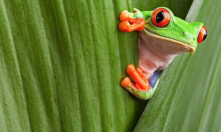 Frog: ಕಪ್ಪೆಗಳು ಸಾರ್‌ ಕಪ್ಪೆಗಳು