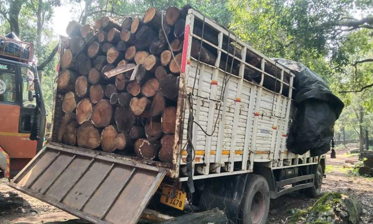 Uppinangady ಲಾವತಡ್ಕ: ಅಕ್ರಮ ಸಾಗಾಟದ ಮರ ವಶ