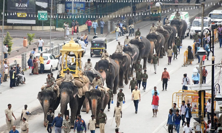 Mysuru ಅರಮನೆ ಆನೆಗಳಿಗೆ ಕೂಡಿಕೆ ಭಾಗ್ಯ: ಚಂಚಲೆ, ಪ್ರೀತಿಯೊಂದಿಗೆ ಮಹೇಂದ್ರ, ಭೀಮನ ಚಿನ್ನಾಟ