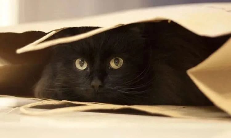 Uv Fusion: ಮೂಢನಂಬಿಕೆ