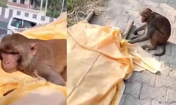 UP: ಆಹಾರ ನೀಡುತ್ತಿದ್ದವನ ಅಂತಿಮ ವಿಧಿಗಳಲ್ಲಿ ಪಾಲ್ಗೊಂಡ ಕೋತಿ: ವೈರಲ್ ವಿಡಿಯೋ