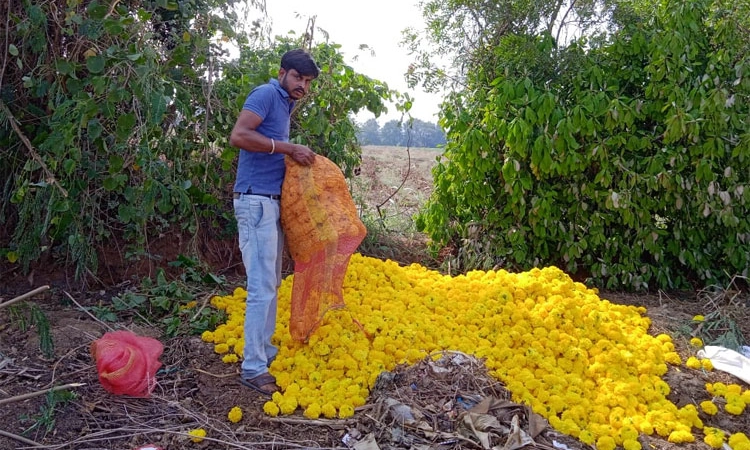 Chitradurga ಹೂವುಗಳ ಬೆಲೆ ಕುಸಿತ; ತಿಪ್ಪೆಗೆ ಸುರಿದು ಆಕ್ರೋಶಗೊಂಡ ರೈತ