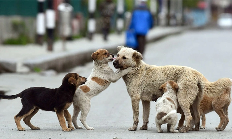 Stray Dogs: ಬೀದಿ ನಾಯಿಗಳ ಮೇಲೆ ಲಸಿಕೆ ಪ್ರಯೋಗ ಇಲ್ಲ