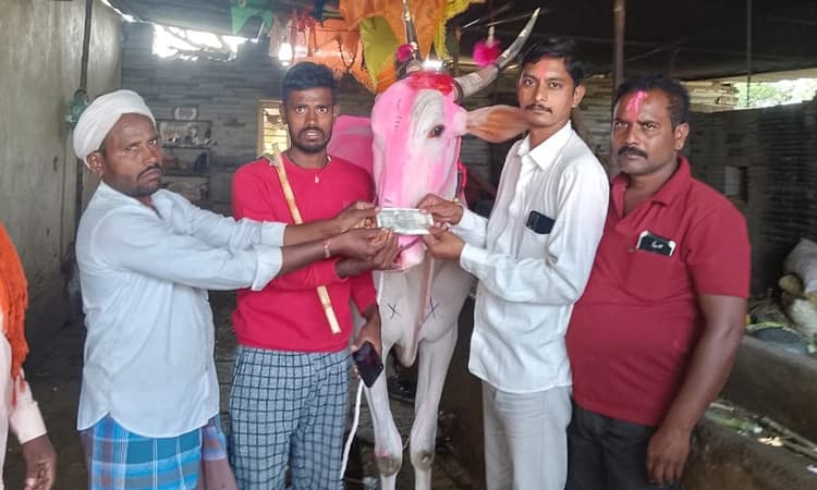 Muddebihal ಬರೋಬ್ಬರಿ 5.10 ಲಕ್ಷ ಕ್ಕೆ ಮಾರಾಟವಾದ ಖಿಲಾರಿ ಹೋರಿ ‘ಸೋನ್ಯಾ’!