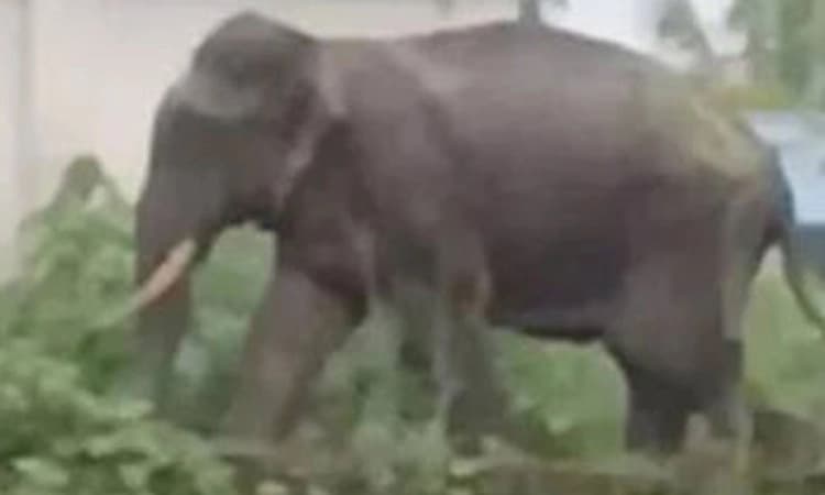 Kerala; ಉಳಿಕ್ಕಲ್ ಪಟ್ಟಣಕ್ಕೆ ನುಗ್ಗಿ ಕಾಡಾನೆ ದಾಂಧಲೆ: ಮೂವರಿಗೆ ಗಾಯ