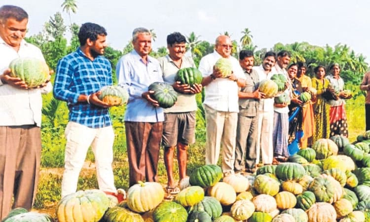 Sihi Kumbalakai: ಬರಗಾಲದಲ್ಲಿ ಸಿಹಿ ಕುಂಬಳಕಾಯಿ