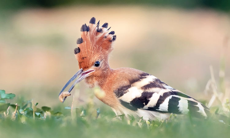 Hoopoe Bird: ಚಂದಿರನಷ್ಟೇ ಚೆಲುವಿನ ಚಂದ್ರಮುಕುಟ!