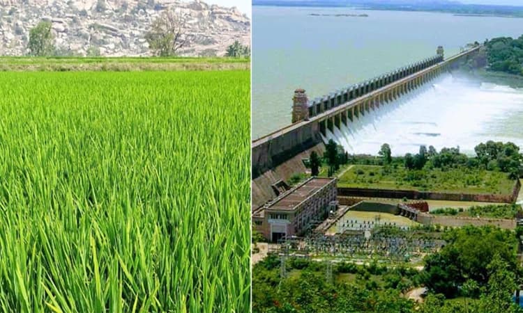 Tungabhadra Dam ಬೆಳೆದು ನಿಂತ ಭತ್ತದ ಪೈರು ಉಳಿಸಿಕೊಳ್ಳಲು ಪರದಾಟ: ಸಂಕಷ್ಟದಲ್ಲಿ ರೈತರು