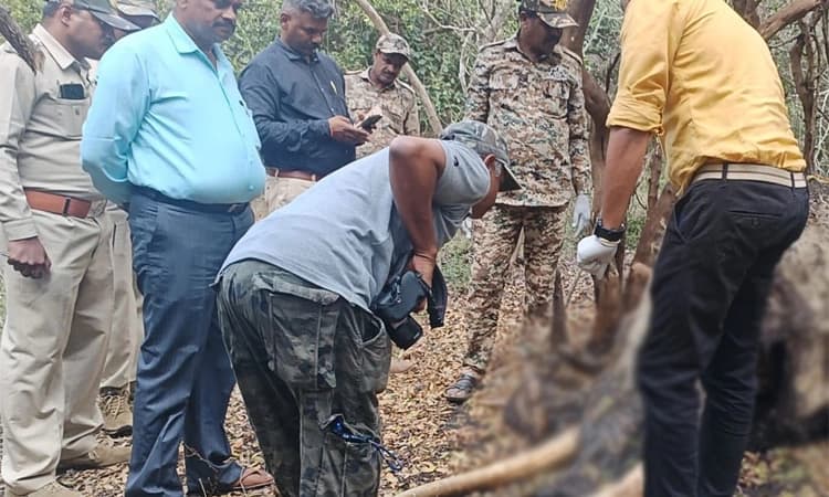Gundlupete ಕೊಳೆತ ಸ್ಥಿತಿಯಲ್ಲಿ ಗಂಡು ಕಾಡಾನೆ ಮೃತದೇಹ ಪತ್ತೆ