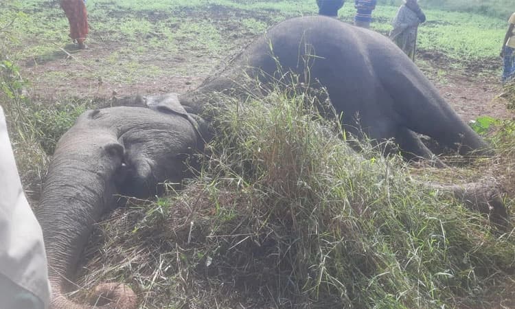 Hunsur: ಅಕ್ರಮ ವಿದ್ಯುತ್ ತಂತಿಗೆ ಸಿಲುಕಿ ಆನೆ ಬಲಿ