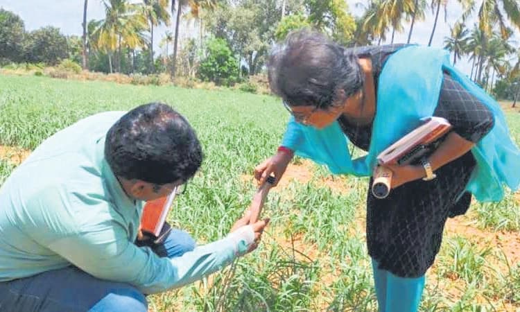 Crop damage: ಬಿತ್ತನೆ 53,592 ಹೆಕ್ಟರ್‌, ಬೆಳೆಹಾನಿ 35,974 ಹೆ.