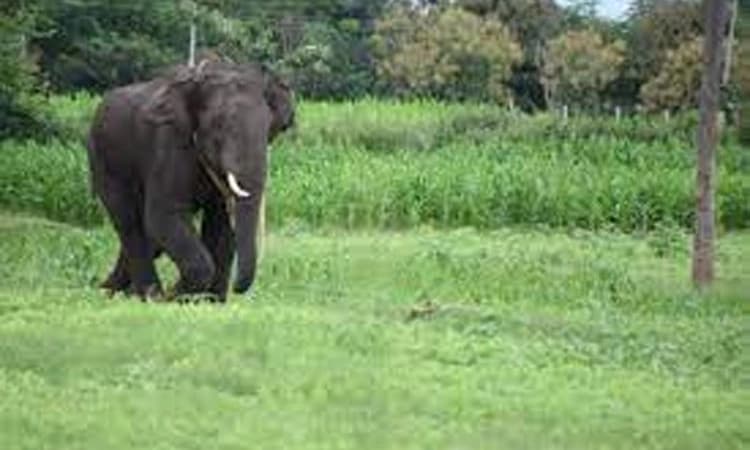 Belthangady ಕಡಿರುದ್ಯಾವರದಲ್ಲಿ ಮತ್ತೆ ಕಾಡಾನೆ ದಾಳಿ