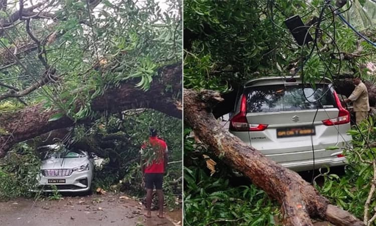 Goa ಭಾರೀ ಮಳೆ; ಕಾರುಗಳ ಮೇಲೆ ಬಿದ್ದ ಬೃಹತ್ ಮರ; ತಪ್ಪಿದ ಭಾರೀ ಅನಾಹುತ