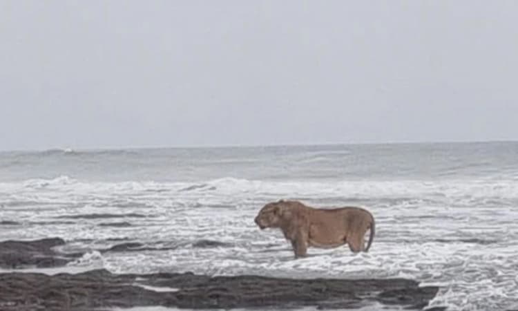 Viral News; ಗುಜರಾತ್ ಕಡಲಿನಲ್ಲಿ ಕಾಣಿಸಿಕೊಂಡ ಸಿಂಹದ ಚಿತ್ರ: ಅಸಲಿಯತ್ತೇನು?