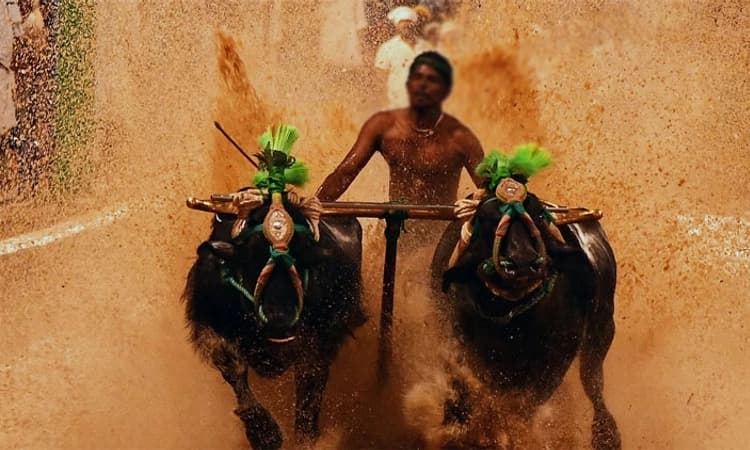 Nov. 25, 26: ಬೆಂಗಳೂರಿನಲ್ಲಿ ಕಂಬಳ: 125ಕ್ಕೂ ಅಧಿಕ ಜತೆ ಕೋಣಗಳ ಭಾಗವಹಿಸುವಿಕೆ