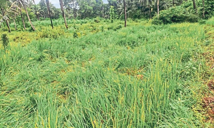 Belthangady ಕಾನರ್ಪದಲ್ಲಿ ಕಾಡಾನೆ ದಾಳಿ: ಭತ್ತದ ಗದ್ದೆ ನಾಶ