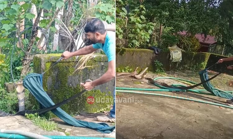 King cobra: ಸುಮಾರು 12 ಅಡಿ ಉದ್ದದ ಕಾಳಿಂಗ ಸರ್ಪ ಪ್ರತ್ಯಕ್ಷ