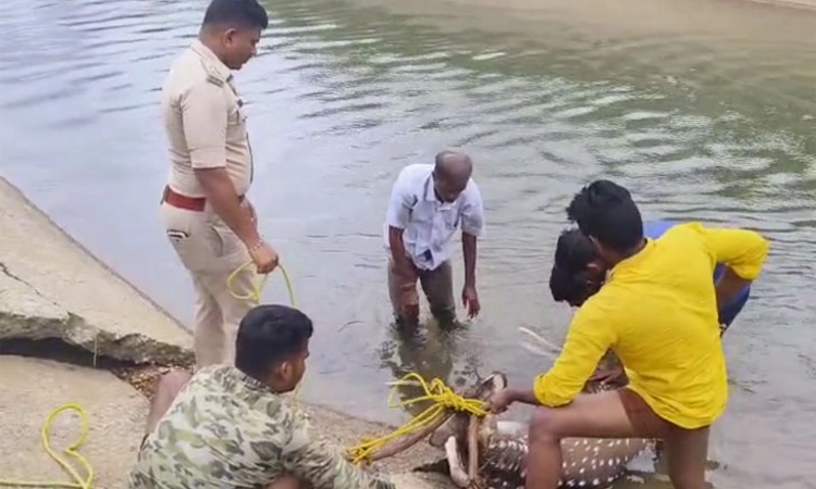 Nanjangud; ಬೀದಿ ನಾಯಿಗಳಿಂದ ಜೀವ ರಕ್ಷಿಸಿಕೊಳ್ಳಲು ನಾಲೆಗೆ ಹಾರಿದ ಜಿಂಕೆಯ ರಕ್ಷಣೆ