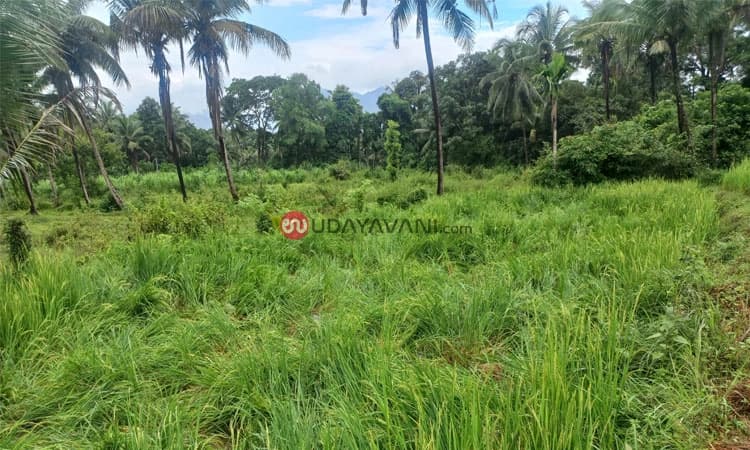 Belthangady: ಎಕ್ರೆ ಪ್ರದೇಶದಲ್ಲಿ ಭತ್ತದ ಗದ್ದೆಗೆ ಆನೆ ದಾಳಿ