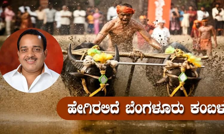Kambala; ರಾಜಧಾನಿಯಲ್ಲಿ ಕಂಬಳ ಕಹಳೆ ಮೊಳಗಲು ದಿನಗಣನೆ; ಕರಾವಳಿಯಿಂದಲೇ ಕೋಣಗಳ ಮೆರವಣಿಗೆ
