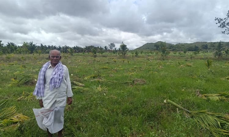 Chikkamagaluru: ದ್ವೇಷದಿಂದ ಒಂದು ಎಕರೆ ಅಡಿಕೆ ತೋಟ ಕಡಿದು ನಾಶ