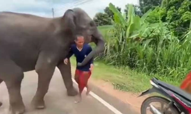 Viral Video: ಬಿಟ್ಟೋಗ್ಬೇಡಾ…ಮಾವುತ ಬಿಟ್ಟು ಹೋಗದಂತೆ ಪುಟ್ಟ ಮಗುವಿನಂತೆ ರಚ್ಚೆ ಹಿಡಿದ ಆನೆ