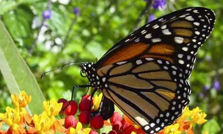 Udupi MGM: ಎಂಜಿಎಂ ಕ್ಯಾಂಪಸ್‌ನಲ್ಲಿ ಚಿಟ್ಟೆಗಳ ಕಲರವ