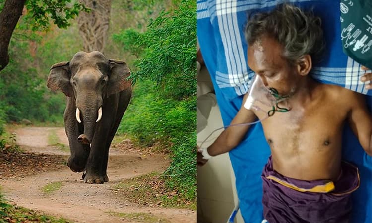 Kadaba: ಐತ್ತೂರಿನಲ್ಲಿ ಕಾಡಾನೆ ದಾಳಿ; ವ್ಯಕ್ತಿಗೆ ಗಂಭೀರ ಗಾಯ